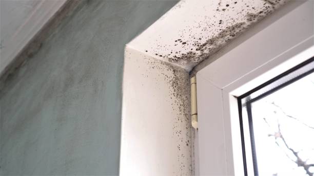 Best Localized Mold Remediation (e.g., coastal areas, humid climates) in Stroud, OK
