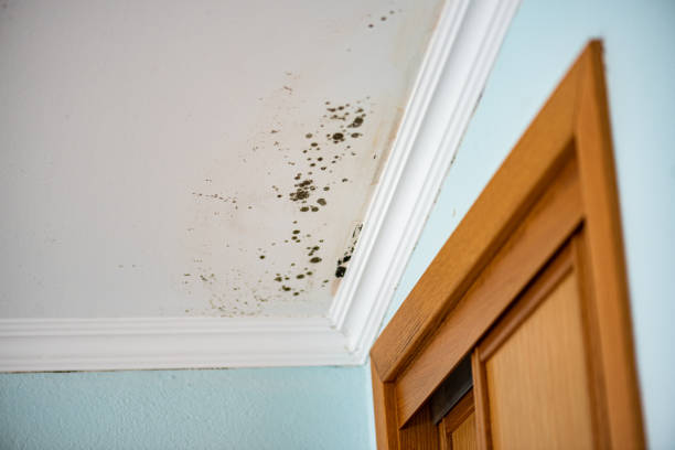 Best Residential Mold Remediation in Stroud, OK