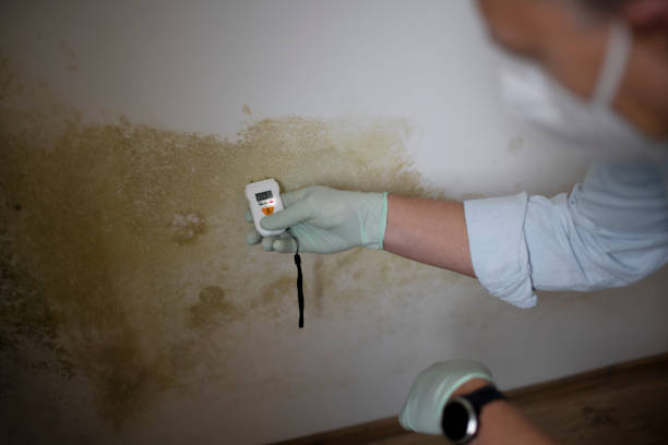 Best White Mold Remediation in Stroud, OK
