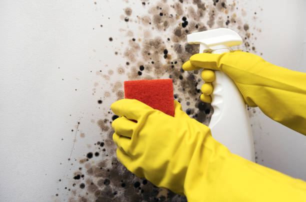 Best Bathroom Mold Remediation in Stroud, OK
