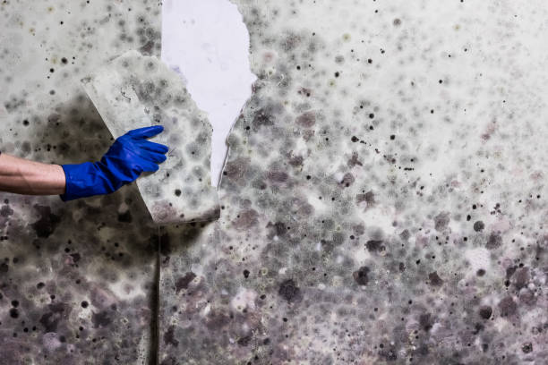 Best Mold Remediation for Specific Building Types in Stroud, OK